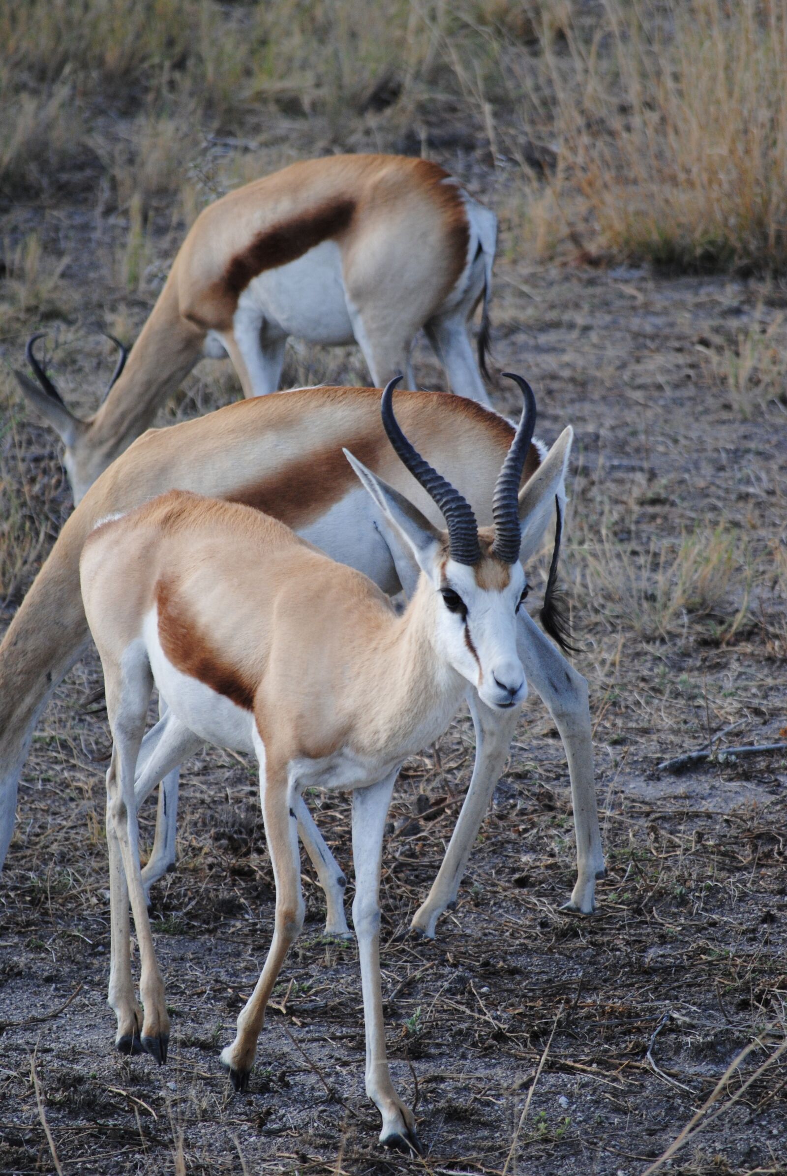 Nikon D3000 sample photo. Springbok, africa, national park photography
