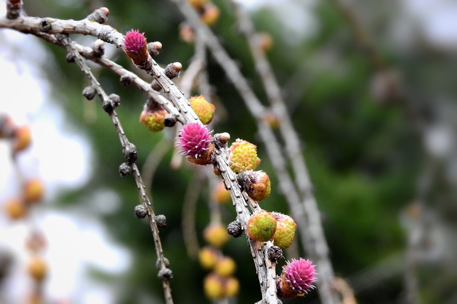 Nikon Coolpix P900 sample photo. Flowering, cones, coniferous photography