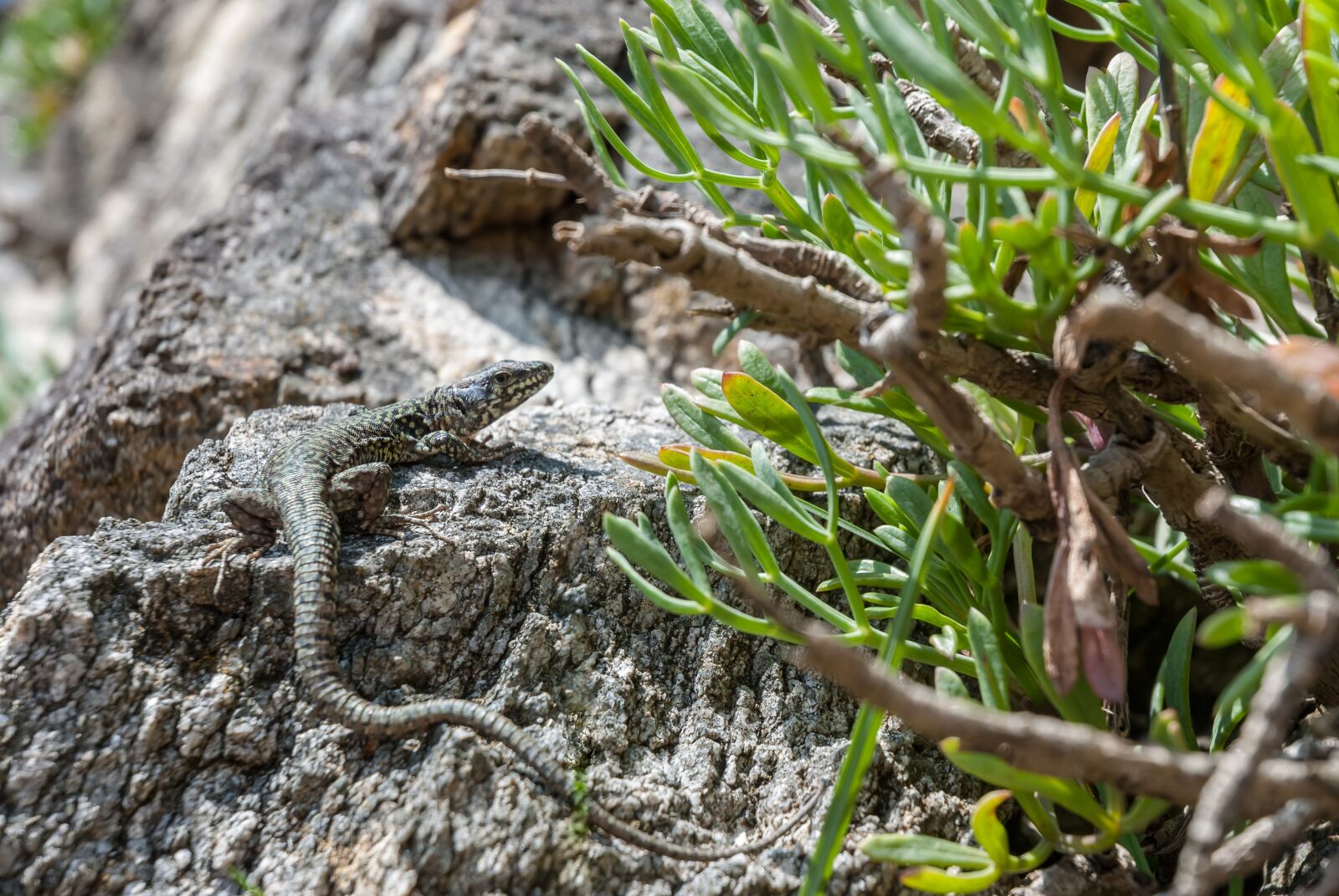 Nikon D80 sample photo. Lizard, reptile, animal photography