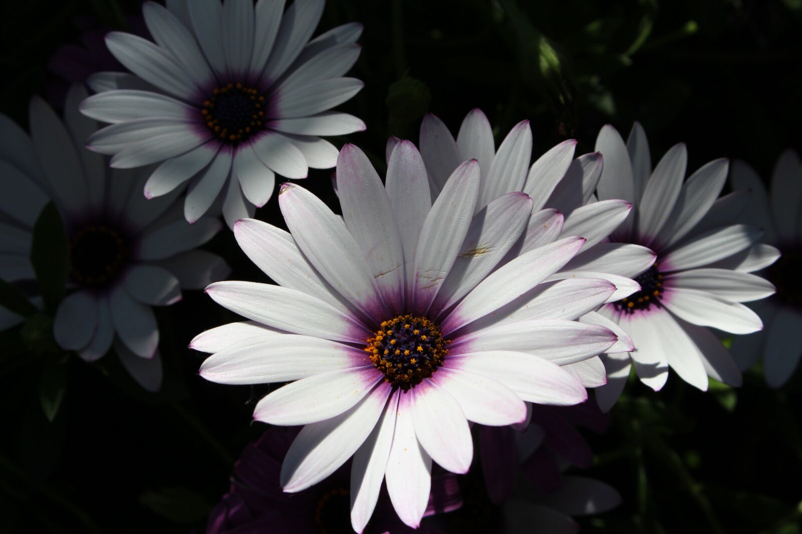 Canon EOS 700D (EOS Rebel T5i / EOS Kiss X7i) sample photo. White cape daisy, white photography
