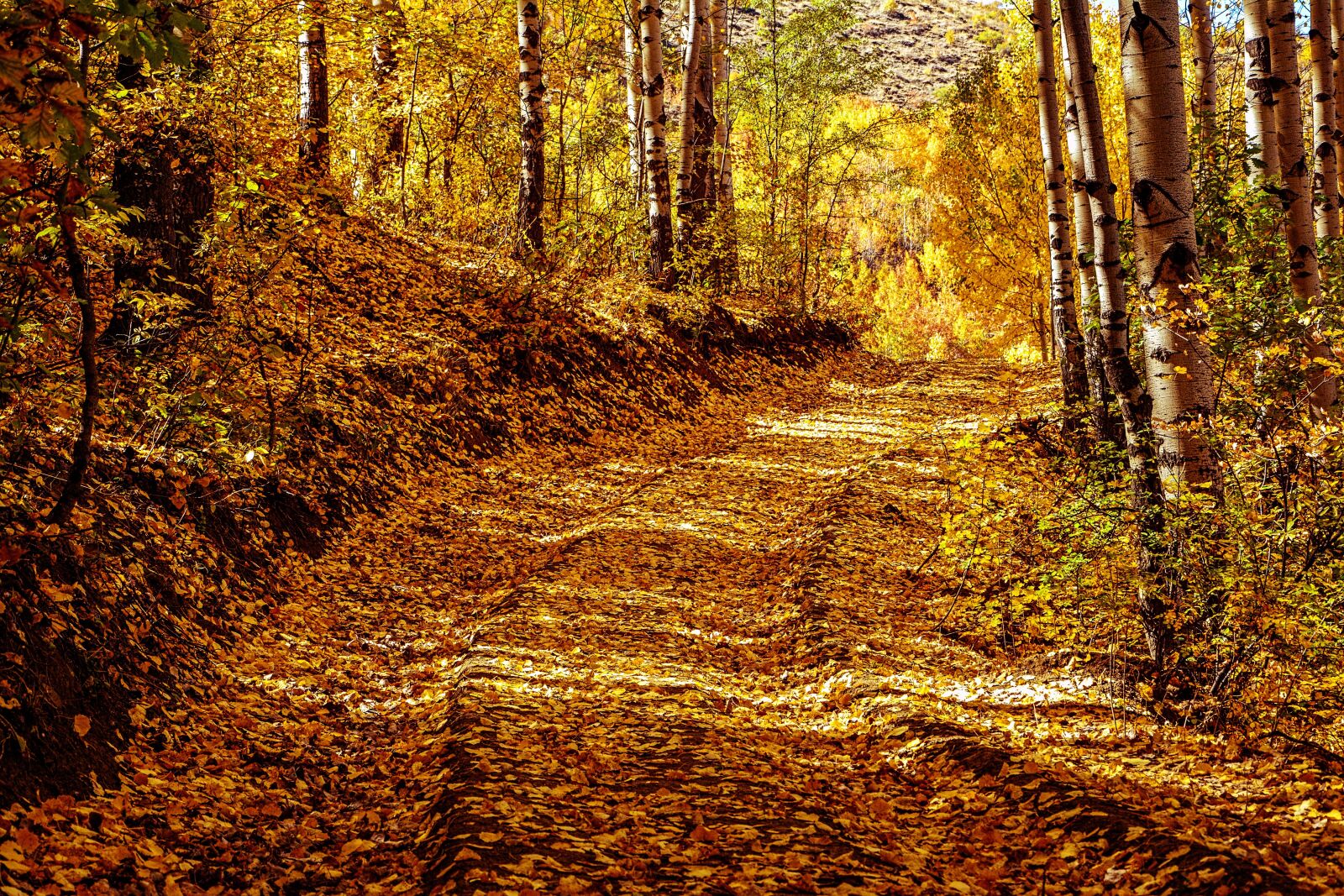 Nikon D7100 sample photo. Autumn, season, nature photography