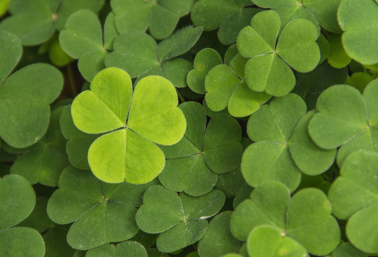 Canon EOS 550D (EOS Rebel T2i / EOS Kiss X4) sample photo. Clover, trefoil, shamrock photography
