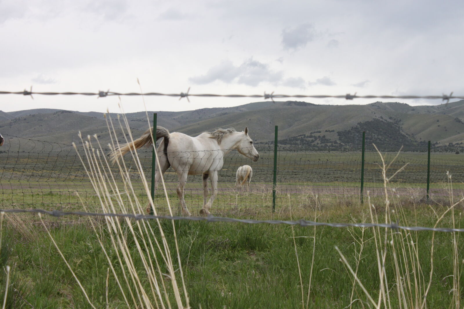 Canon EF-S 18-55mm F3.5-5.6 IS sample photo. Barbed, wire, fence, horse photography
