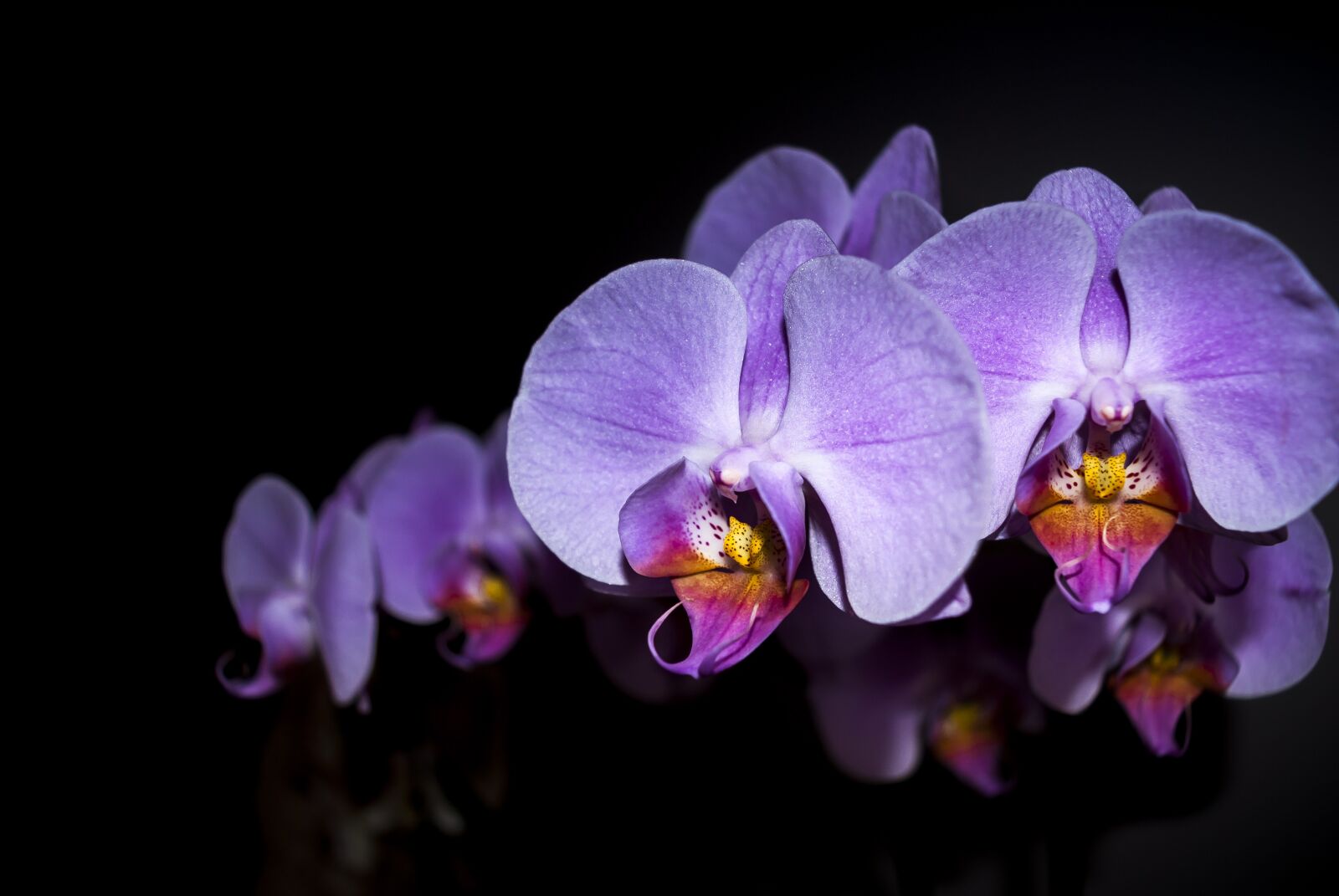 Nikon D3000 sample photo. Orchid, flower, plant photography