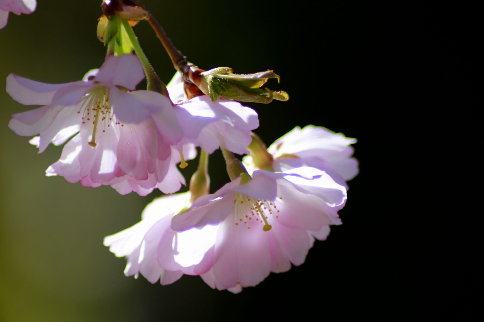 Canon EOS 100D (EOS Rebel SL1 / EOS Kiss X7) sample photo. Nature, spring, cherry photography