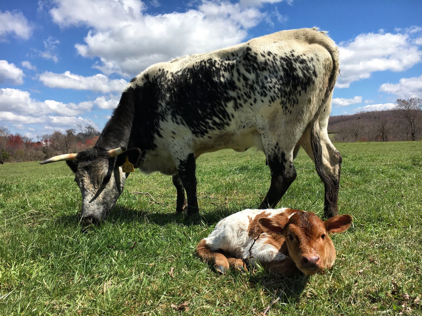 Apple iPhone 6s sample photo. Agriculture, cow, hayfield photography