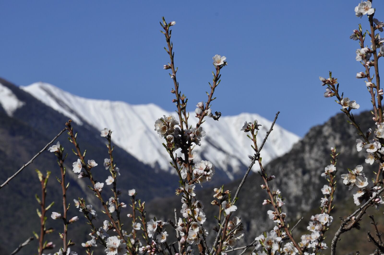 Nikon D5000 sample photo. Almond tree, flowers, snow photography
