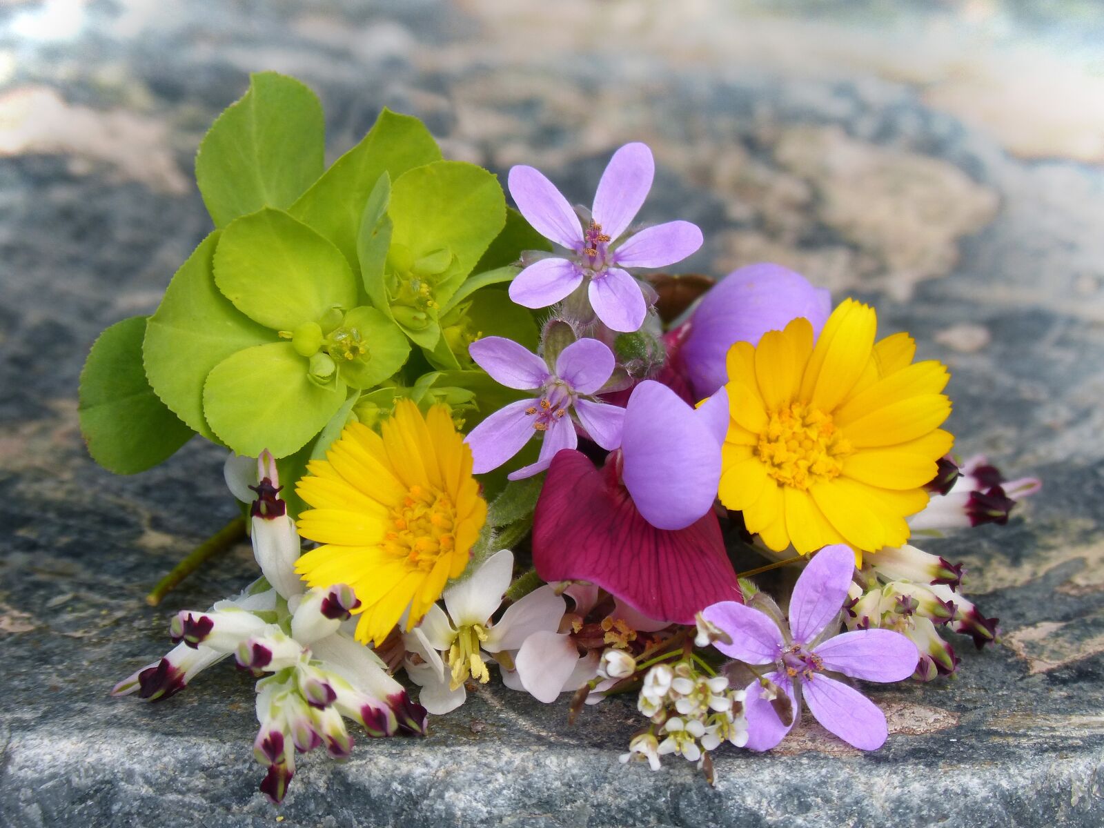 Panasonic DMC-FZ62 sample photo. Corsage, wild flowers, small photography