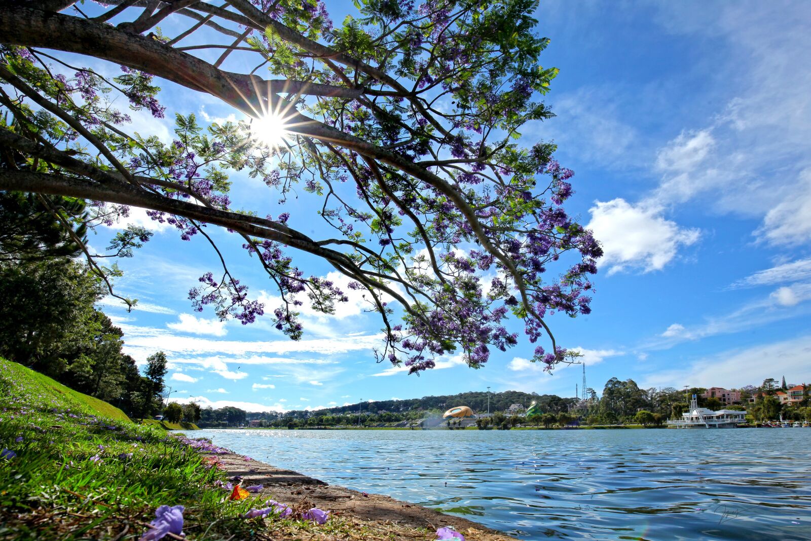 Canon EOS 5D Mark II sample photo. Purple phoenix, flowers, dalat photography