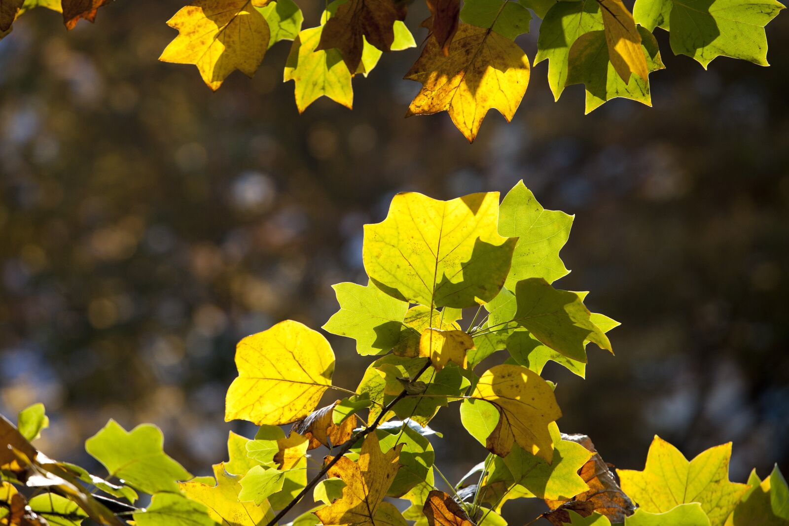 Canon EOS 5D sample photo. Autumn, autumn leaves, maple photography