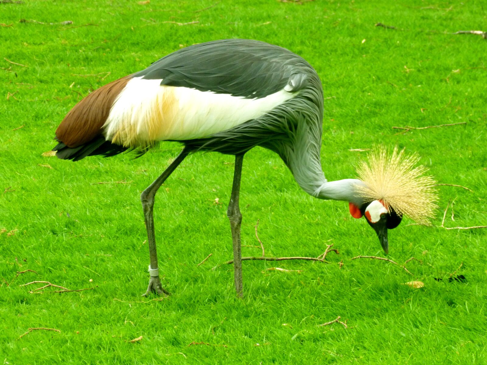 Panasonic DMC-FS37 sample photo. Grey crowned crane, crane photography