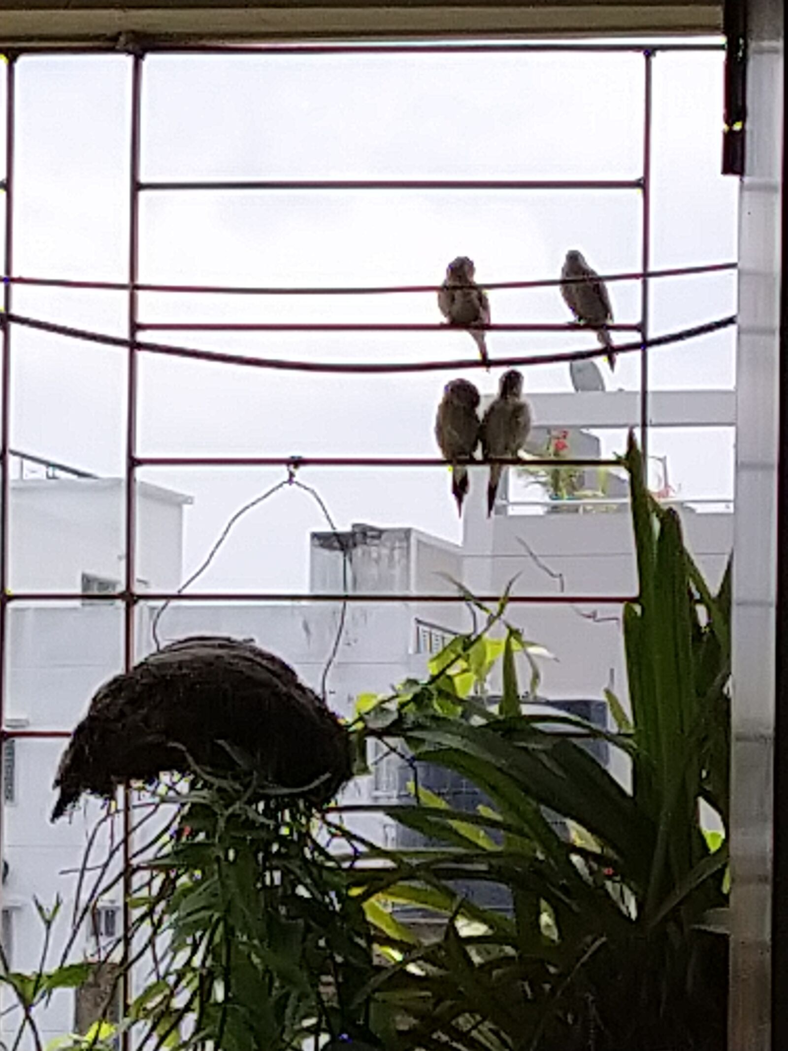Xiaomi Mi A3 sample photo. Birds at balcony, love photography