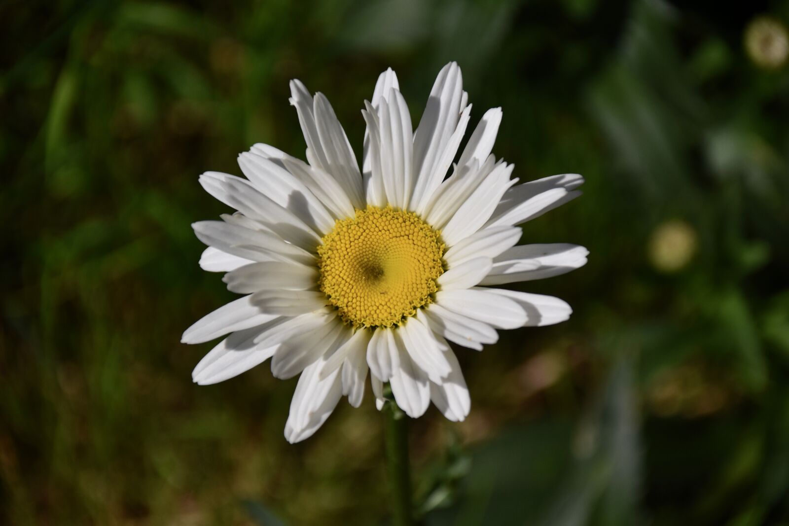 Nikon D5600 sample photo. Flower, flower daisies, flower photography