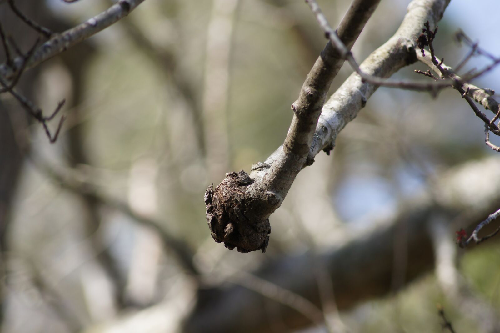 Sony SLT-A33 sample photo. Tree, spring, twig photography