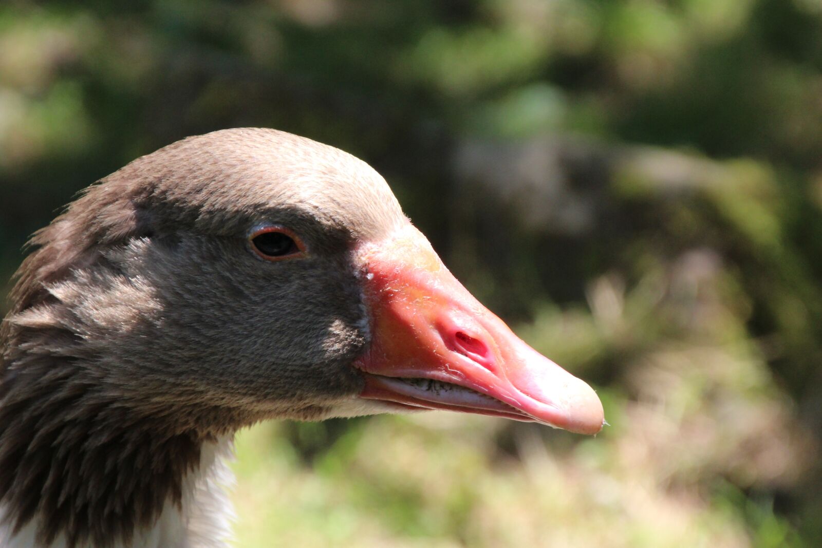Canon EOS 1200D (EOS Rebel T5 / EOS Kiss X70 / EOS Hi) sample photo. Goose, bill, poultry photography