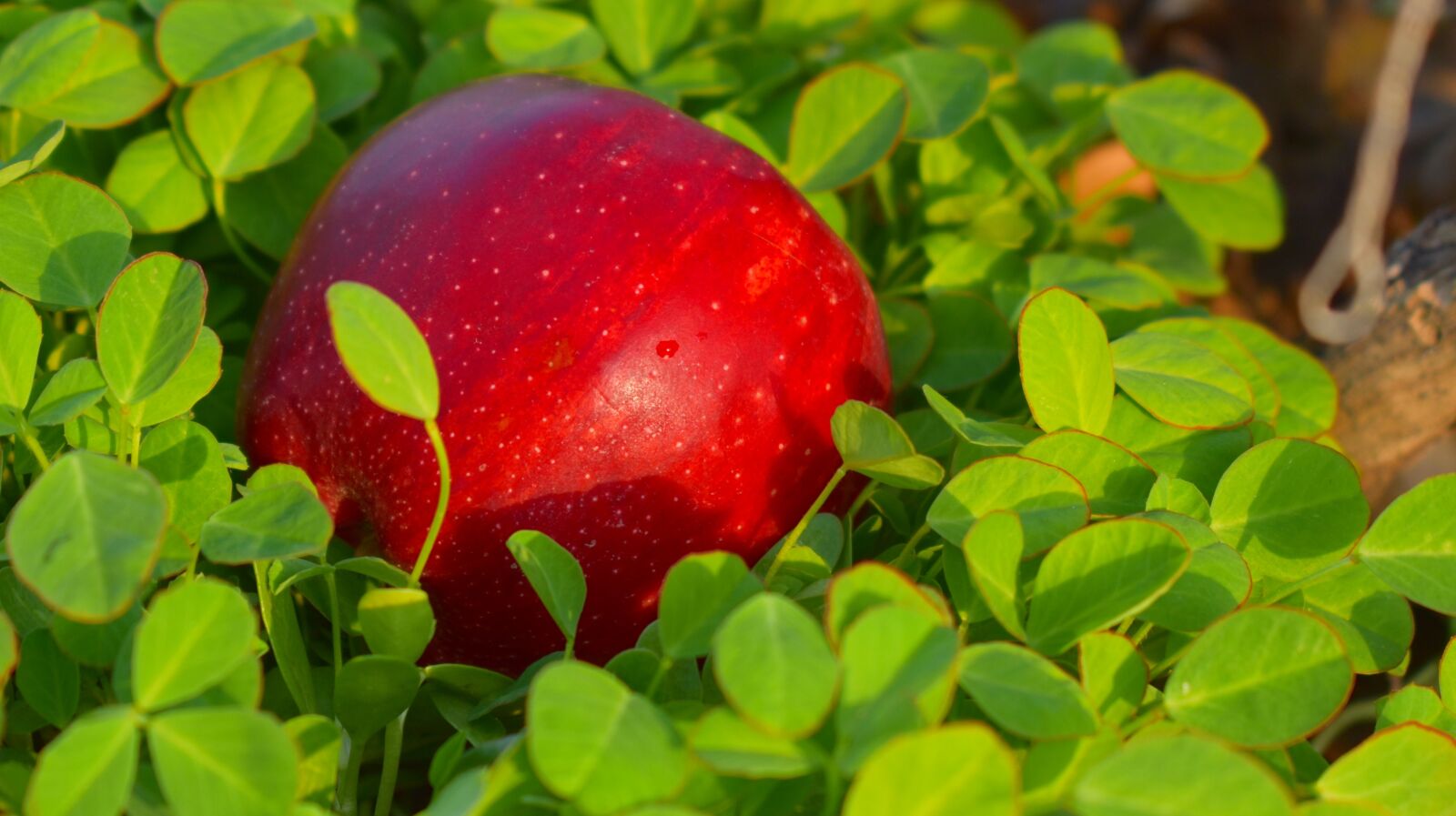 Nikon D5600 sample photo. Apple, red apple, malus photography