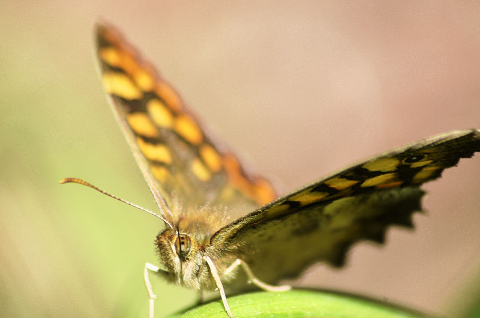 Nikon D5100 sample photo. Butterfly, insect, nature photography