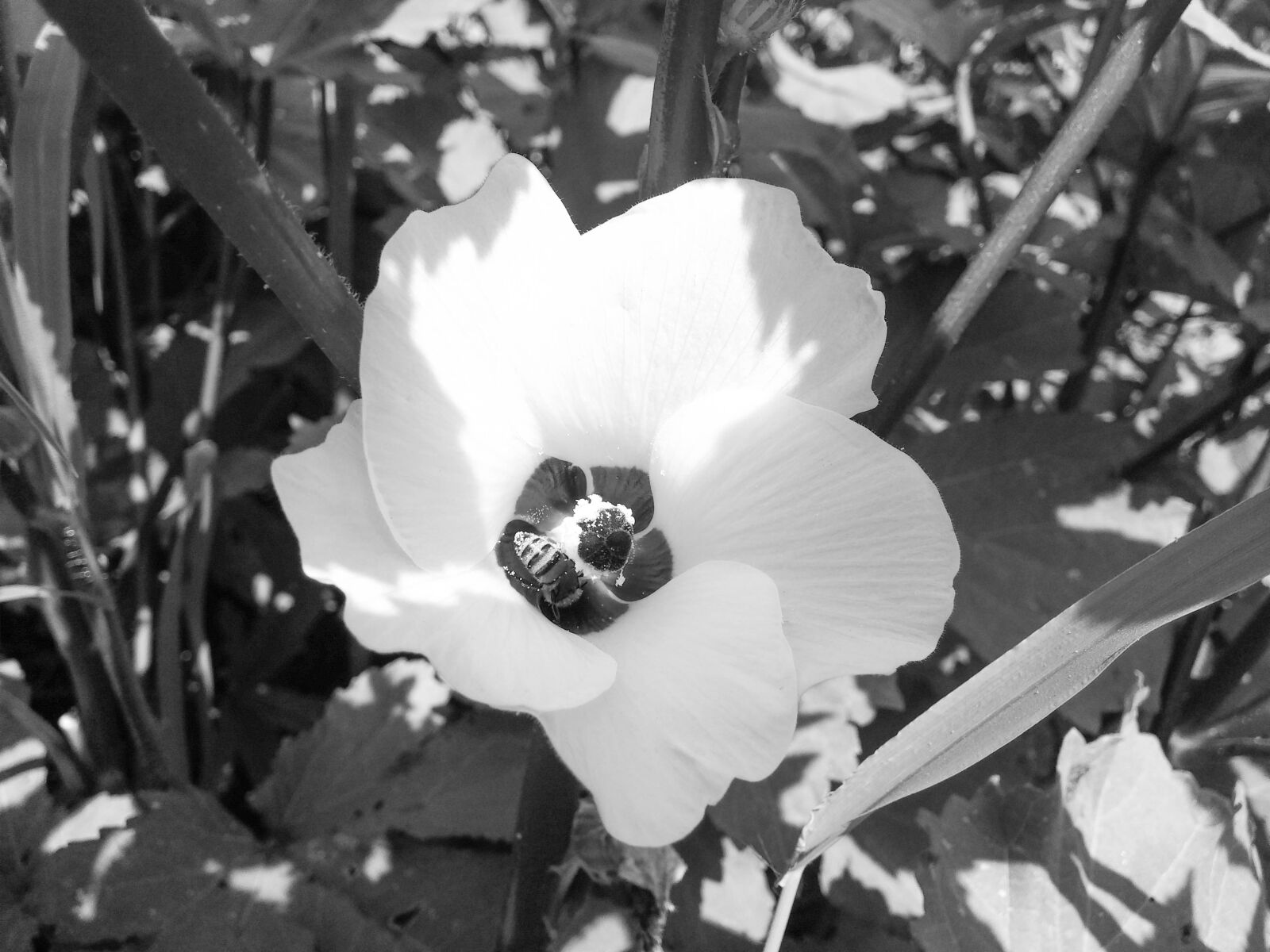 LG D855 sample photo. Flower, black and white photography