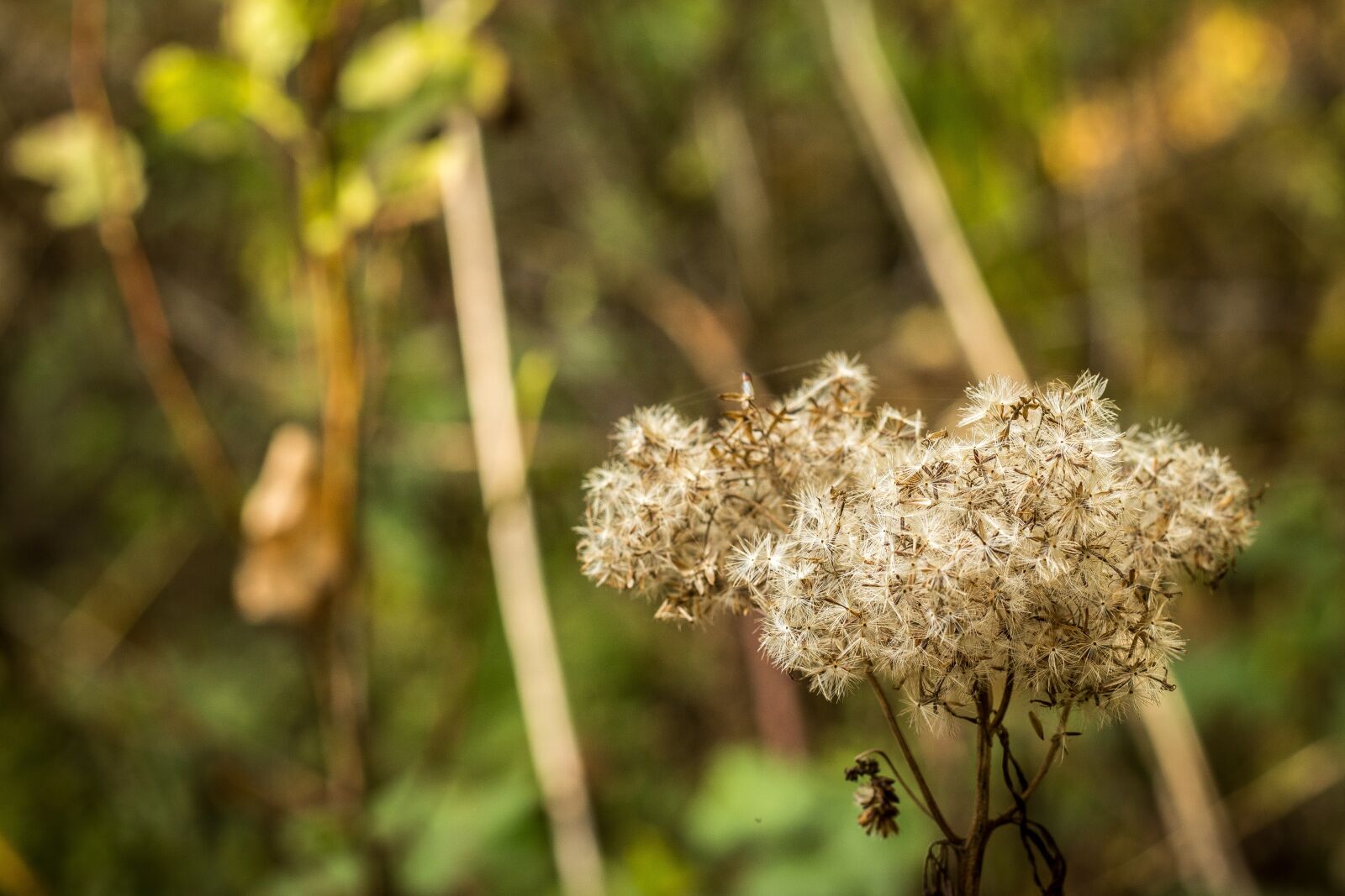 Canon EOS 700D (EOS Rebel T5i / EOS Kiss X7i) sample photo. Macro, flower, nature photography