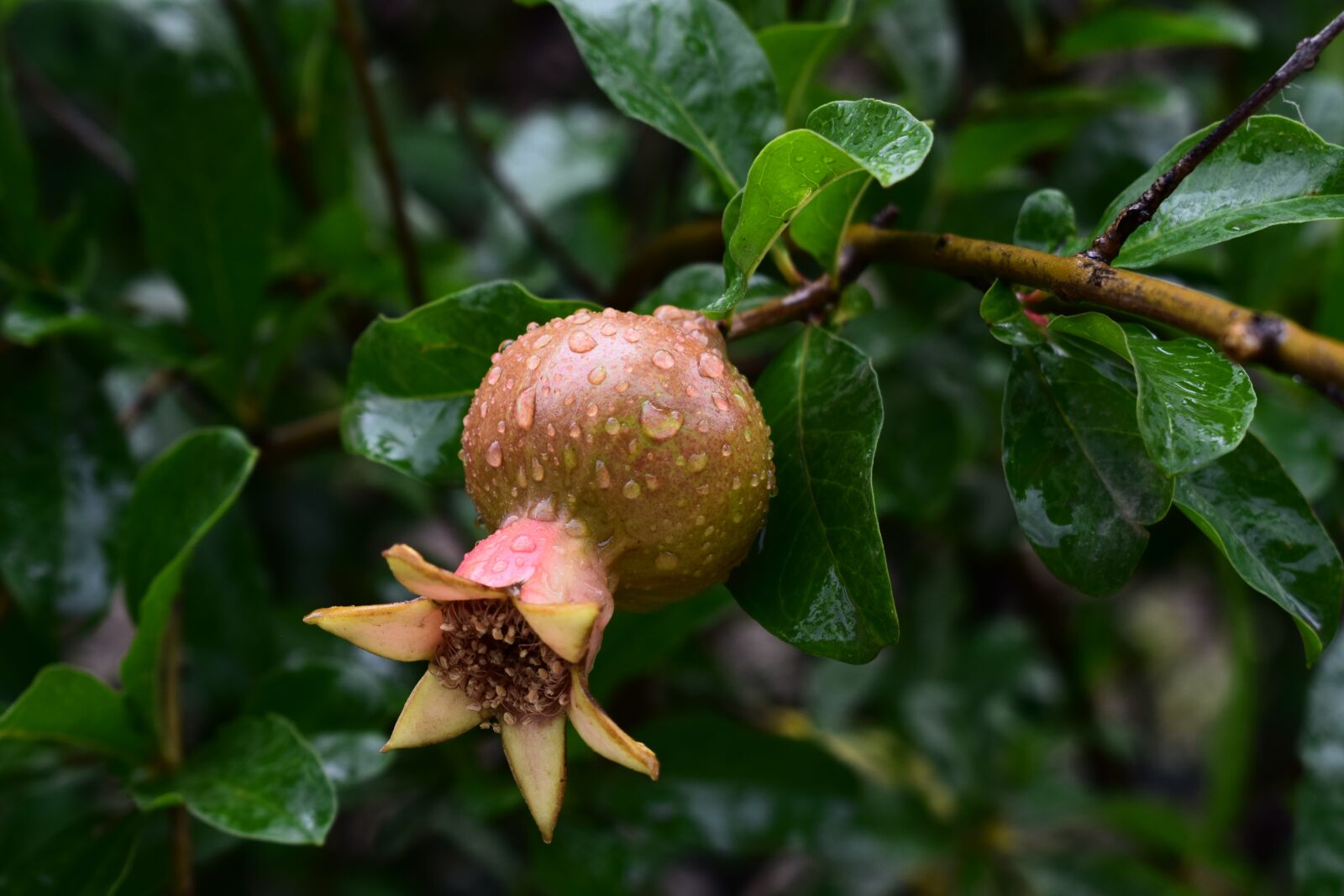 Nikon D5300 sample photo. Rain, fruit, flower photography
