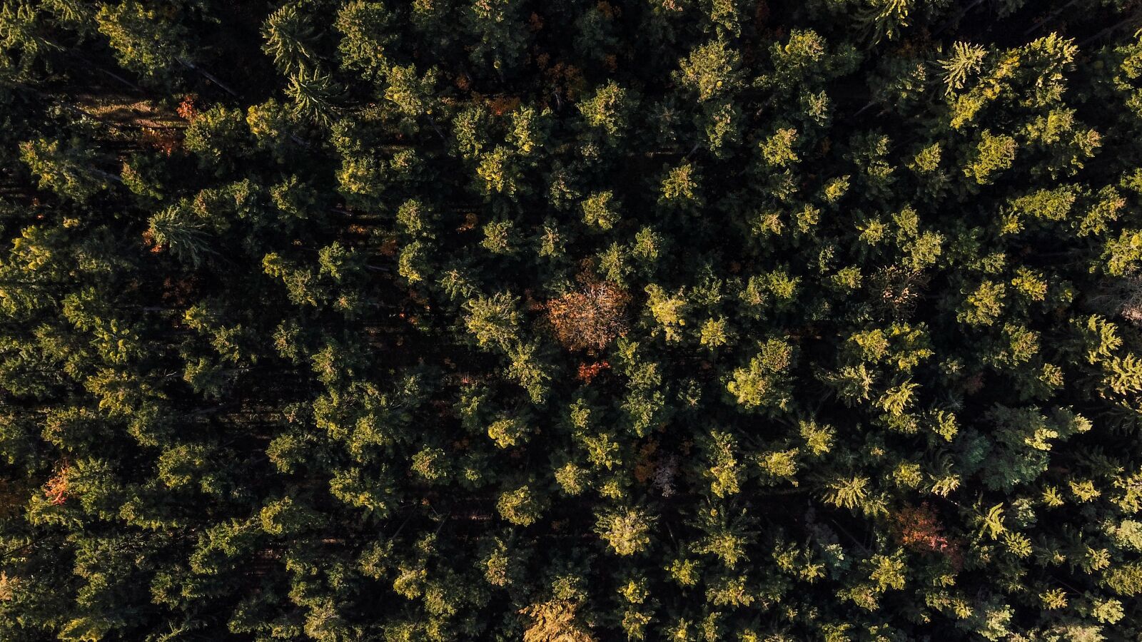 DJI FC220 sample photo. Black forest, nature, walk photography