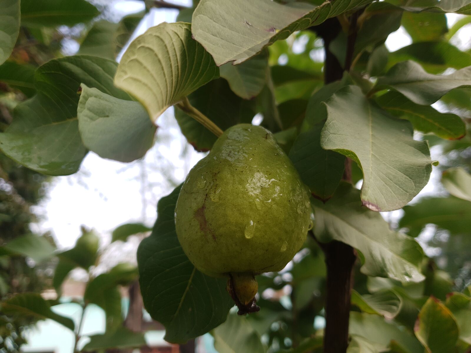 Samsung Galaxy S9 sample photo. Guava, fruit, nature photography