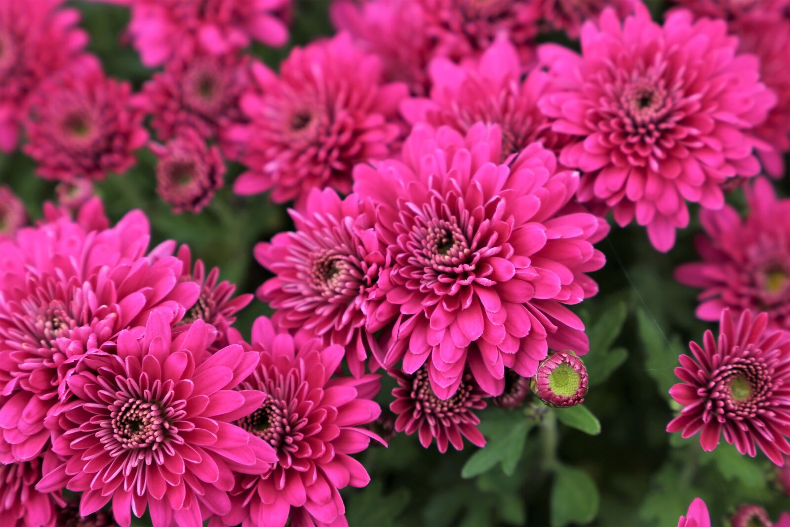 Canon EF 24-105mm F3.5-5.6 IS STM sample photo. Purple chrysanthemum, plant, flower photography