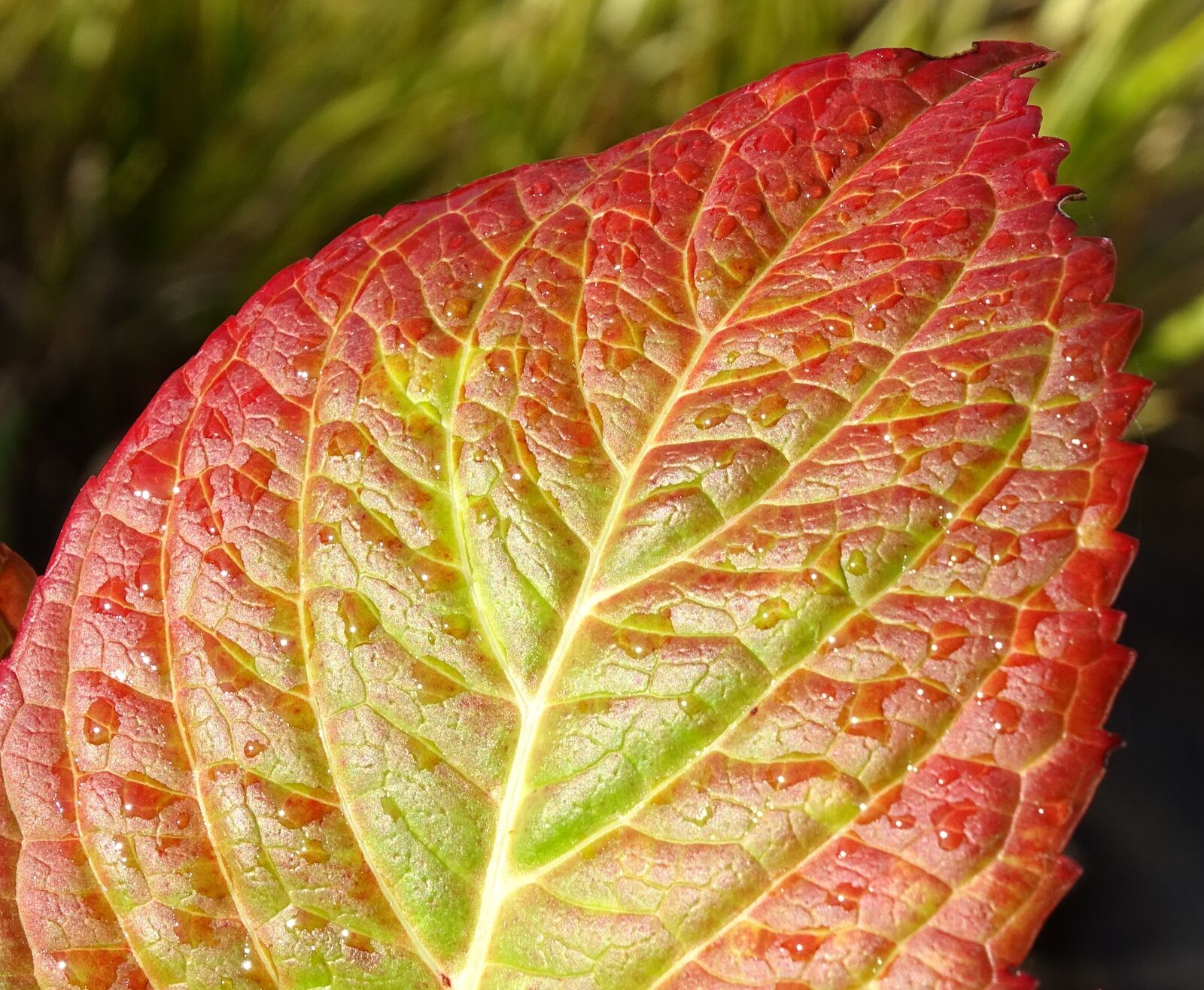 Sony Cyber-shot DSC-HX400V sample photo. Autumn, plant, leaves photography