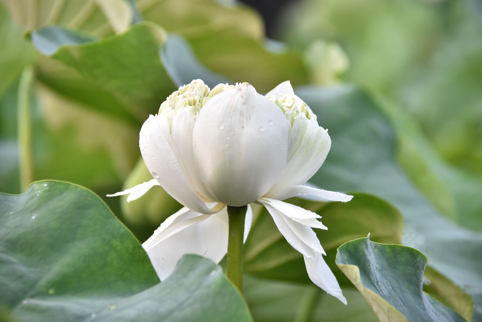 Nikon D7200 sample photo. Lotus, aquatic plant, leaves photography