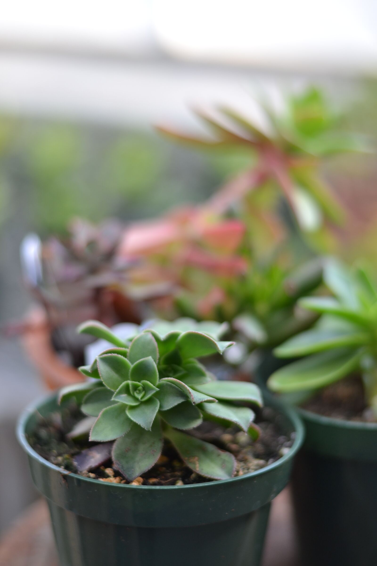 Nikon D3100 sample photo. Echeveria, succulent, houseplant photography