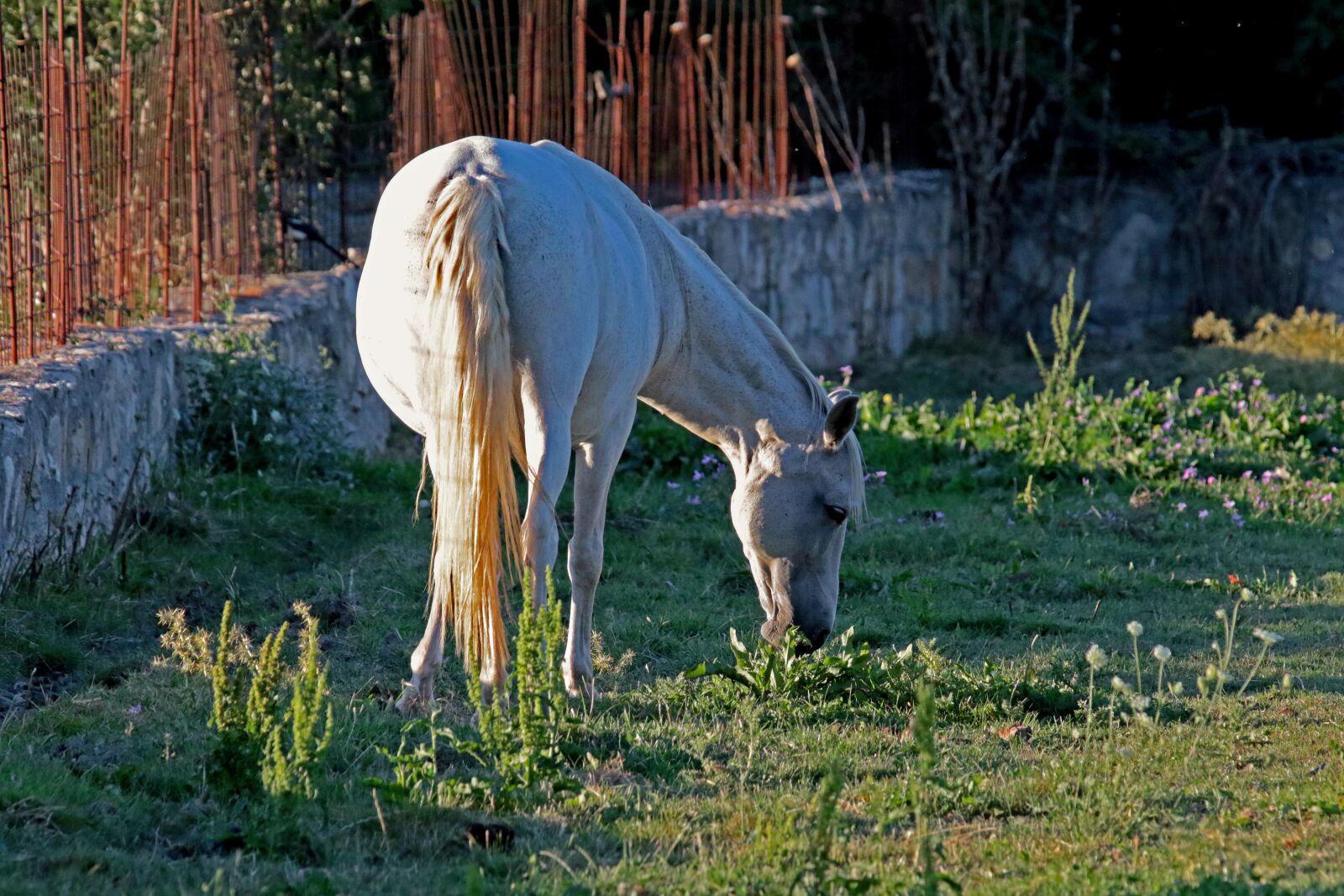 Canon EOS 7D Mark II sample photo. Horse, mare, sunshine photography
