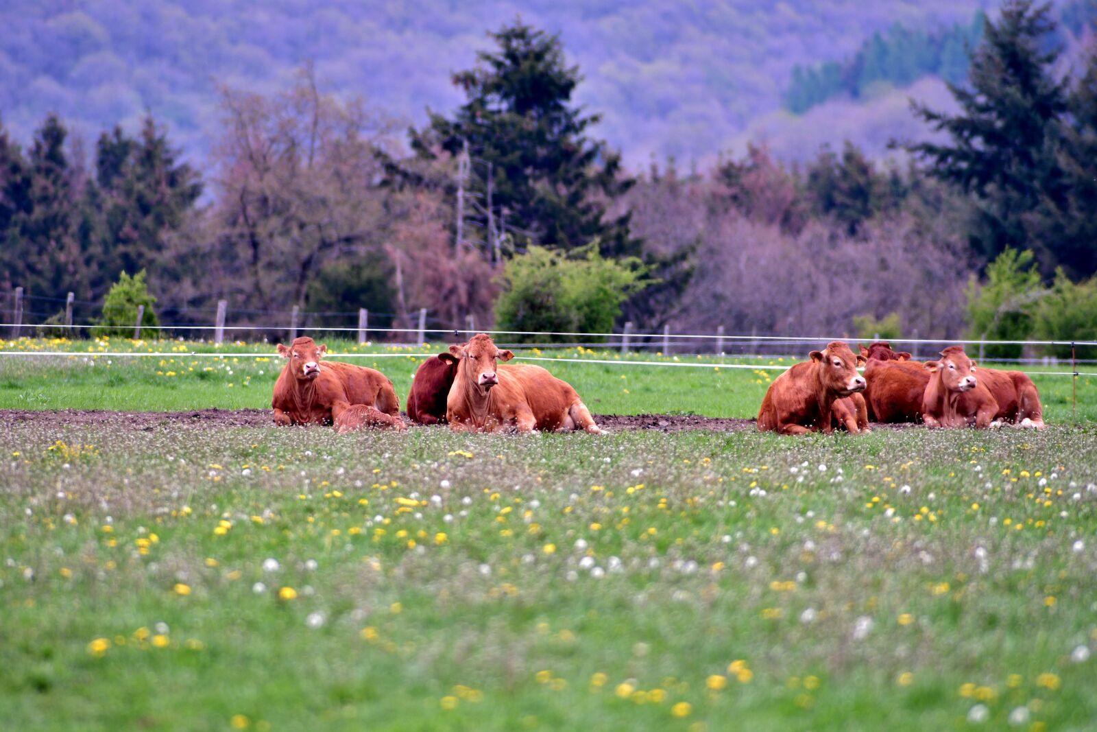 Nikon D500 sample photo. Landscape, nature, cows photography