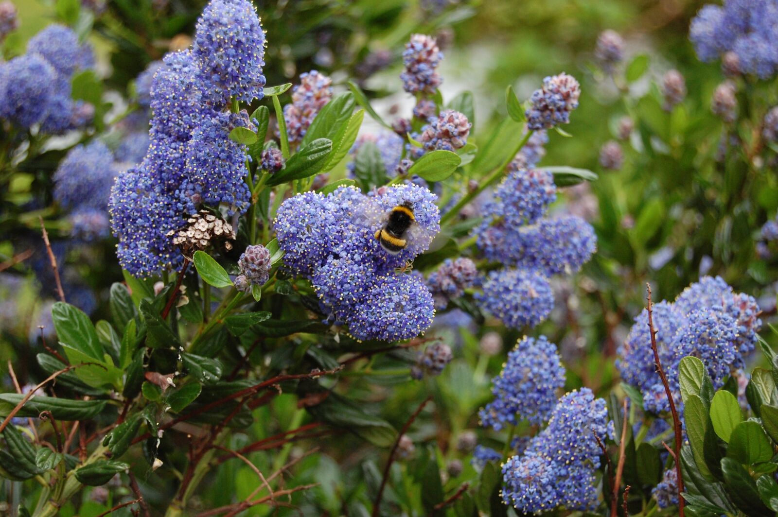 Nikon D40 sample photo. Céanothe, bourdon, flower photography