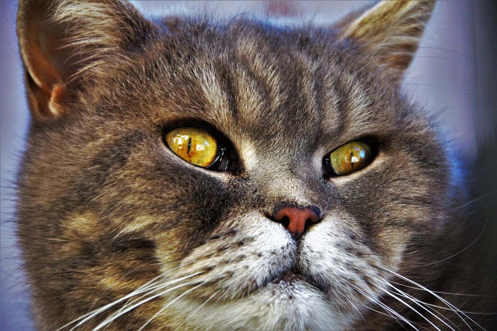 Sony SLT-A58 sample photo. Cat, british, blue photography