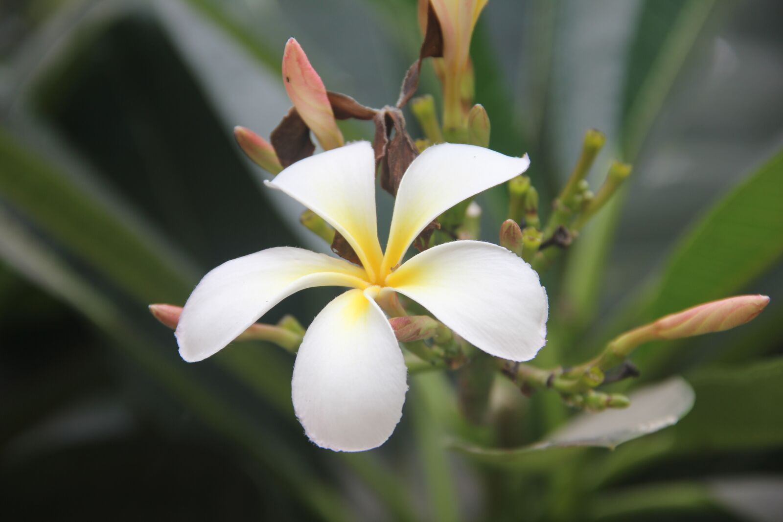 Canon EOS 550D (EOS Rebel T2i / EOS Kiss X4) sample photo. Flower, white, landscape photography