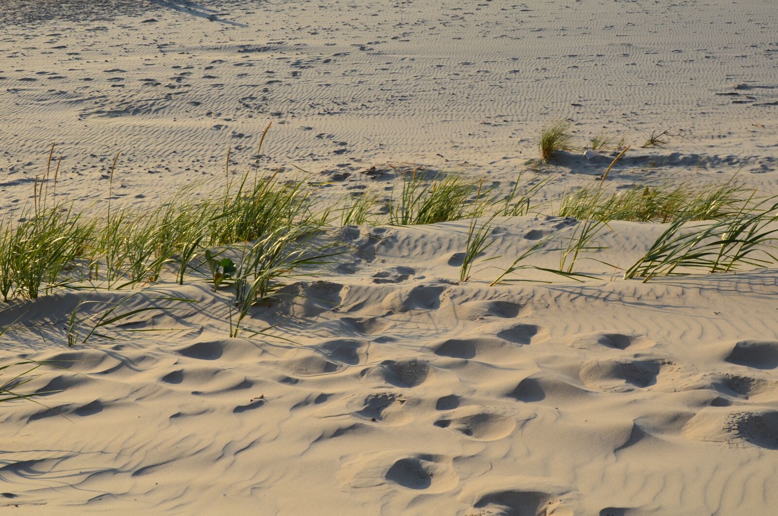 Nikon D5100 sample photo. Holidays, the baltic sea photography