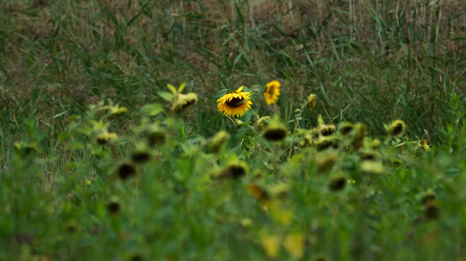 150-600mm F5-6.3 DG OS HSM | Contemporary 015 sample photo. Glade, meadow, nature photography