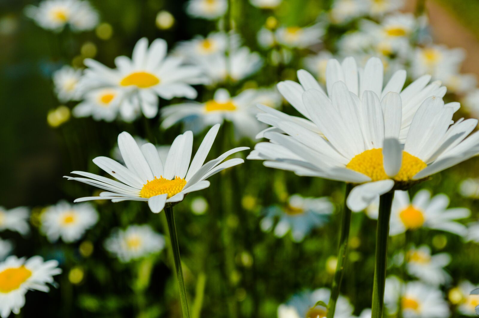 Nikon D3200 sample photo. Chamomile, flowers, meadow photography