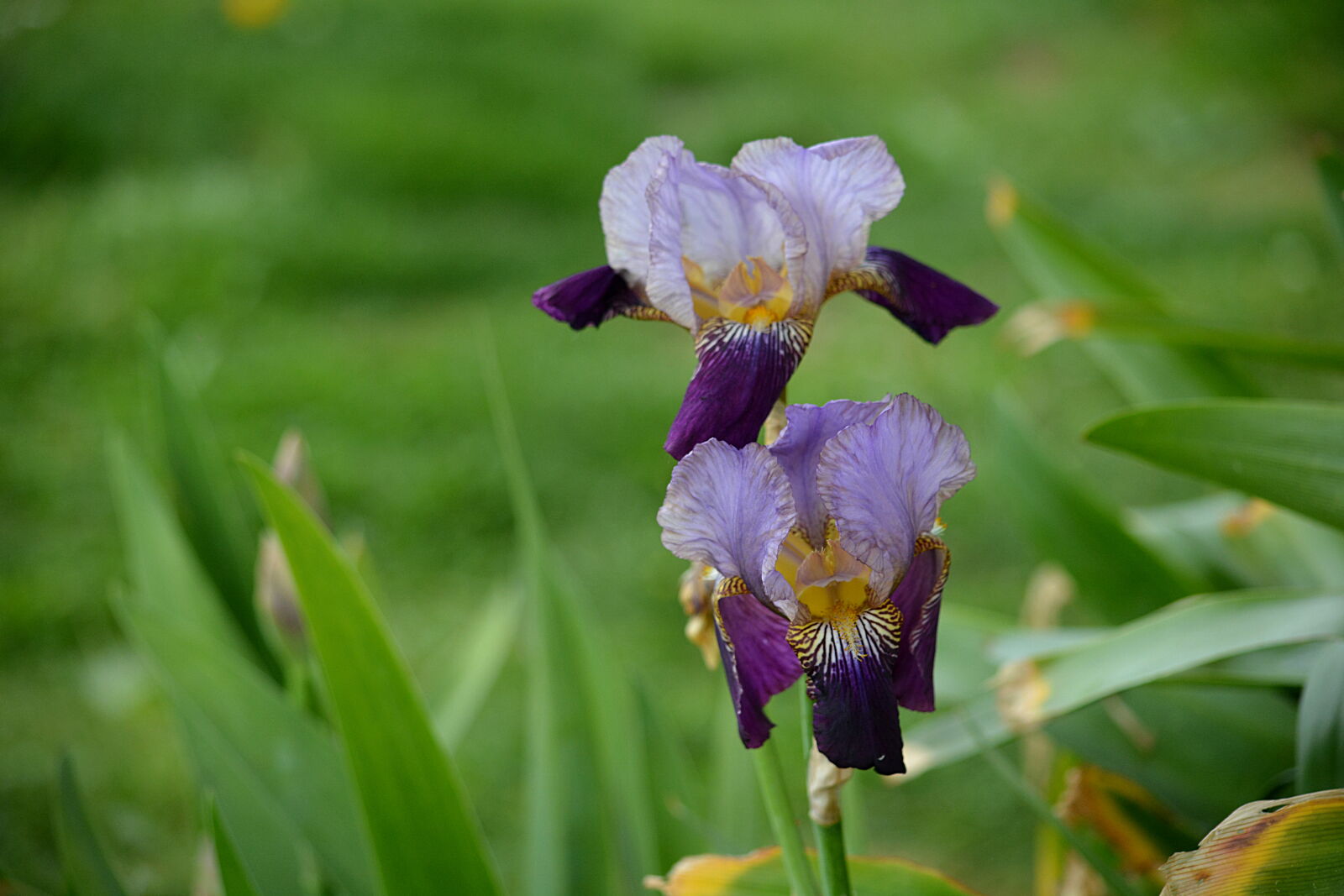 Nikon D5200 sample photo. Bleu, botanique, ete, fleur photography