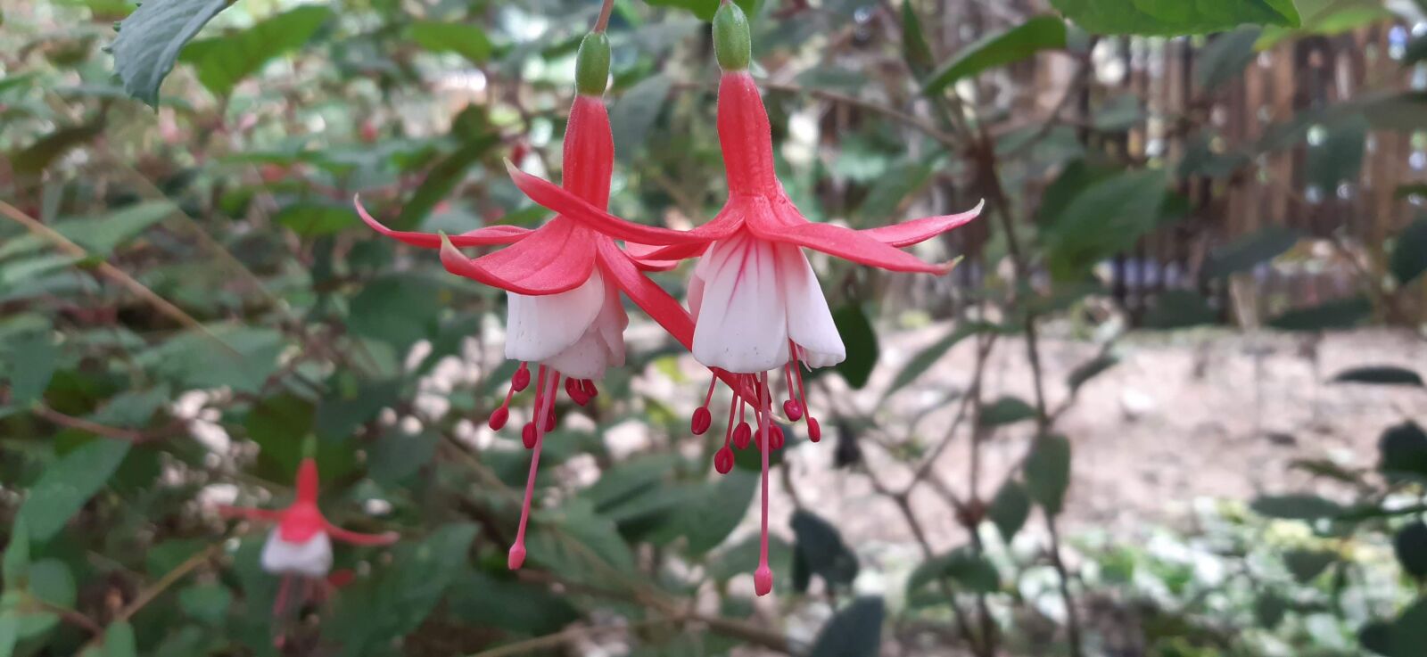 Samsung Galaxy A30 sample photo. Flower, red, summer photography