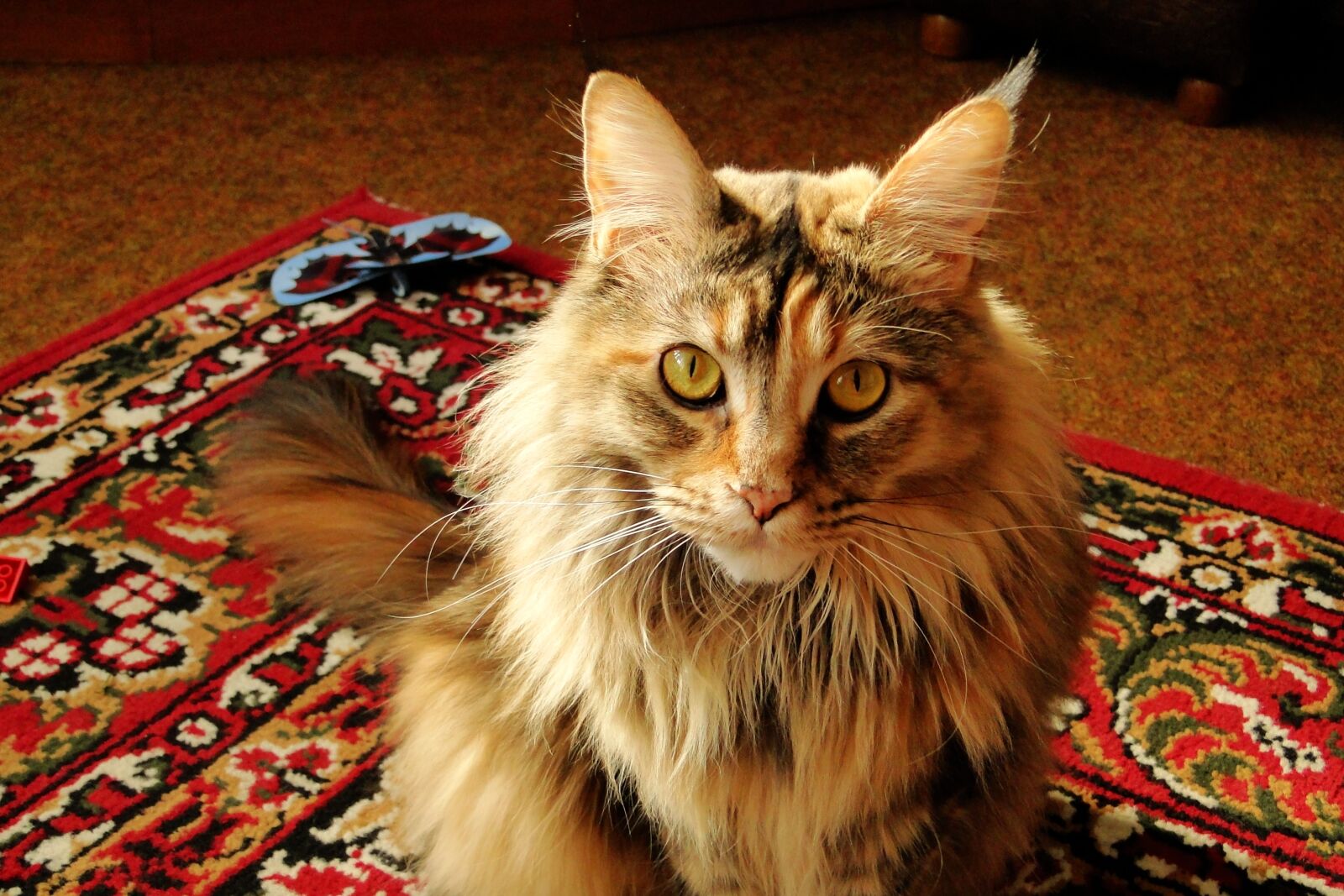 Sony Cyber-shot DSC-HX1 sample photo. Charming, a little, animals photography