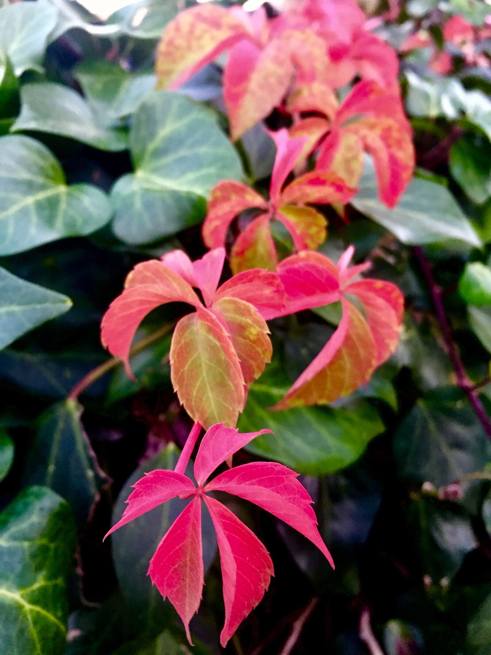 iPhone 6 back camera 4.15mm f/2.2 sample photo. Leaves, autumn, red photography