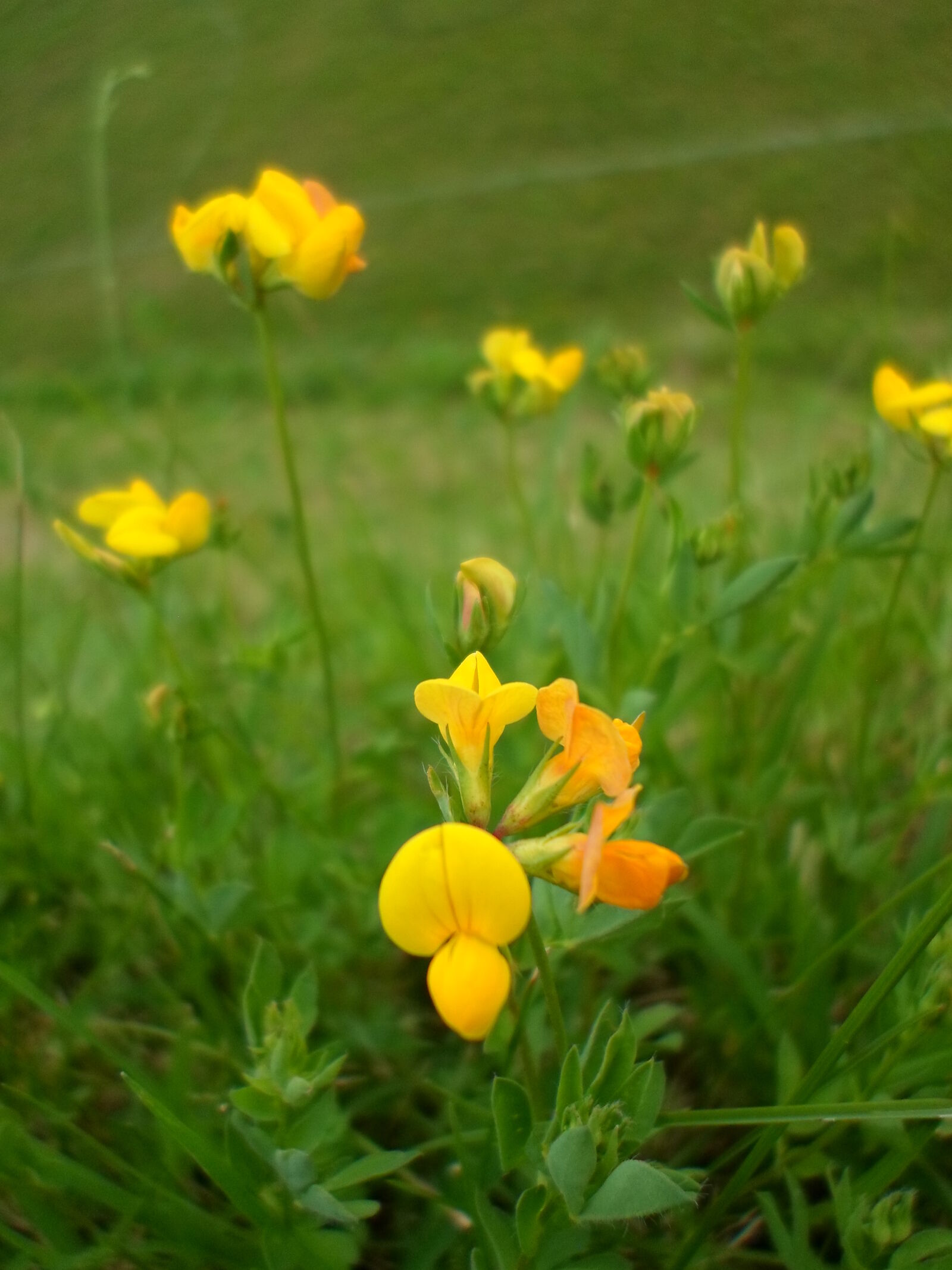 Samsung ST66 / ST68 sample photo. Flower, nature, yellow, flowers photography