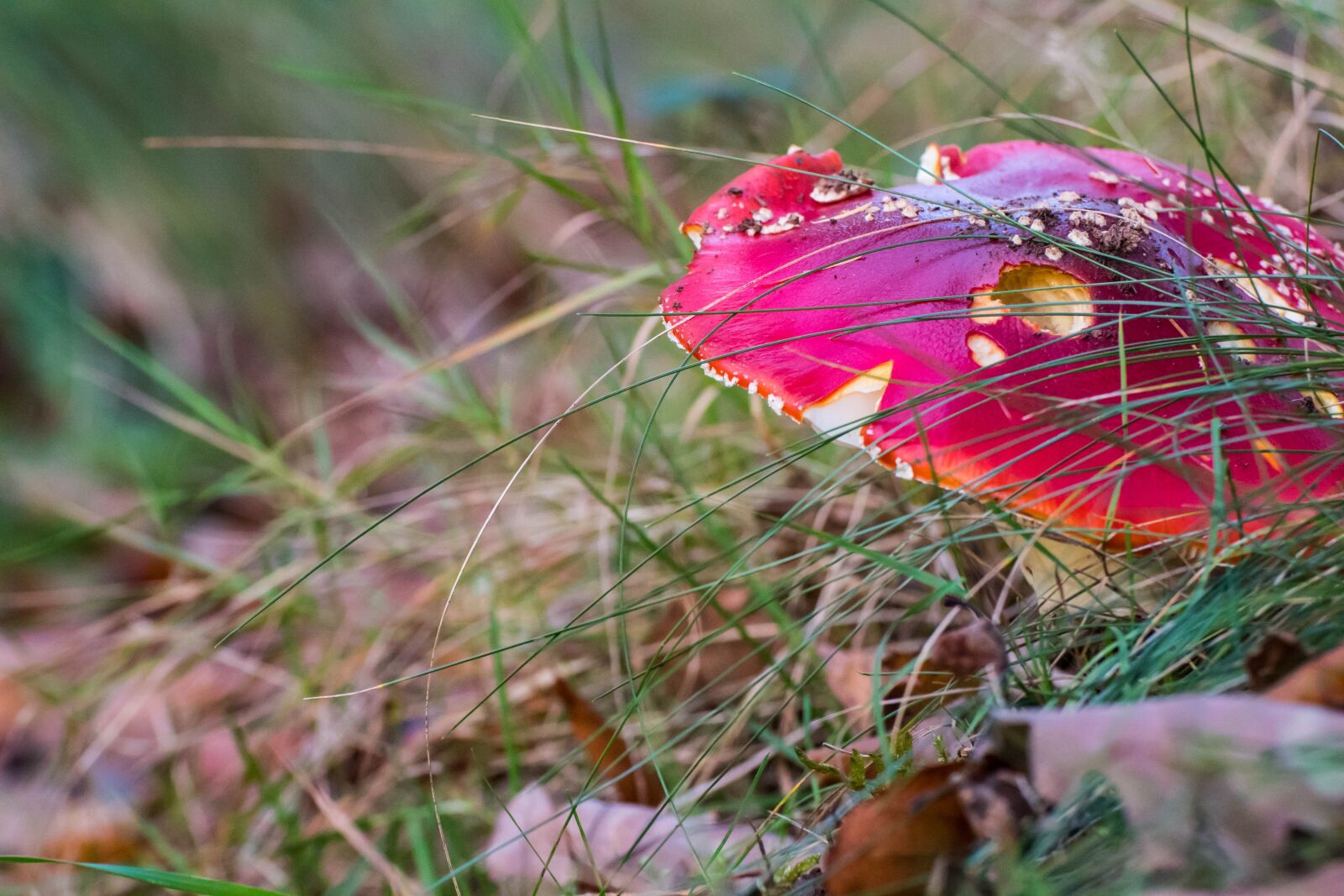 Canon EOS 1300D (EOS Rebel T6 / EOS Kiss X80) sample photo. Fly agaric, forest, mushroom photography