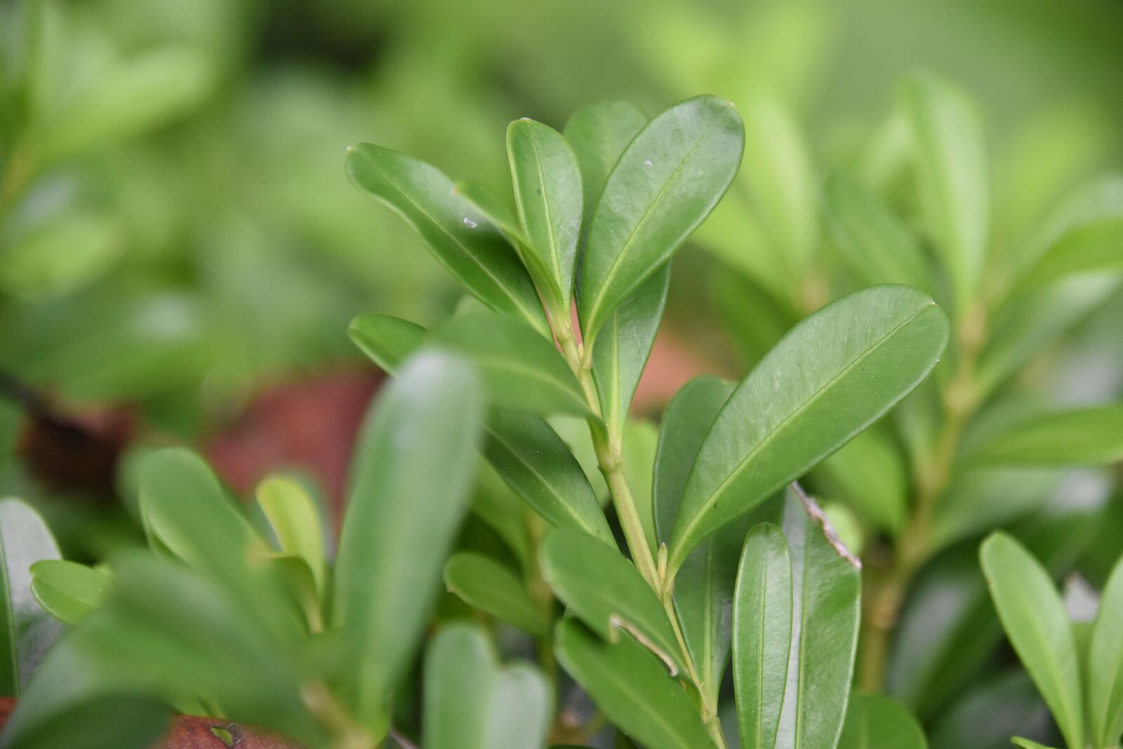 Nikon D7200 sample photo. Green leaf, succulent plants photography