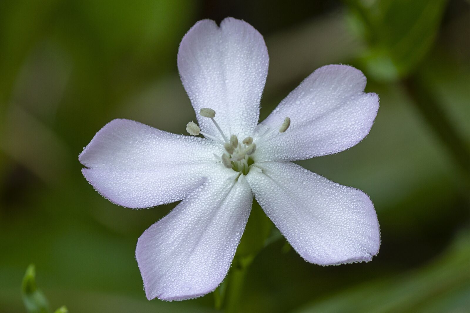 Tamron SP 90mm F2.8 Di VC USD 1:1 Macro sample photo. Flower, bloom, white photography