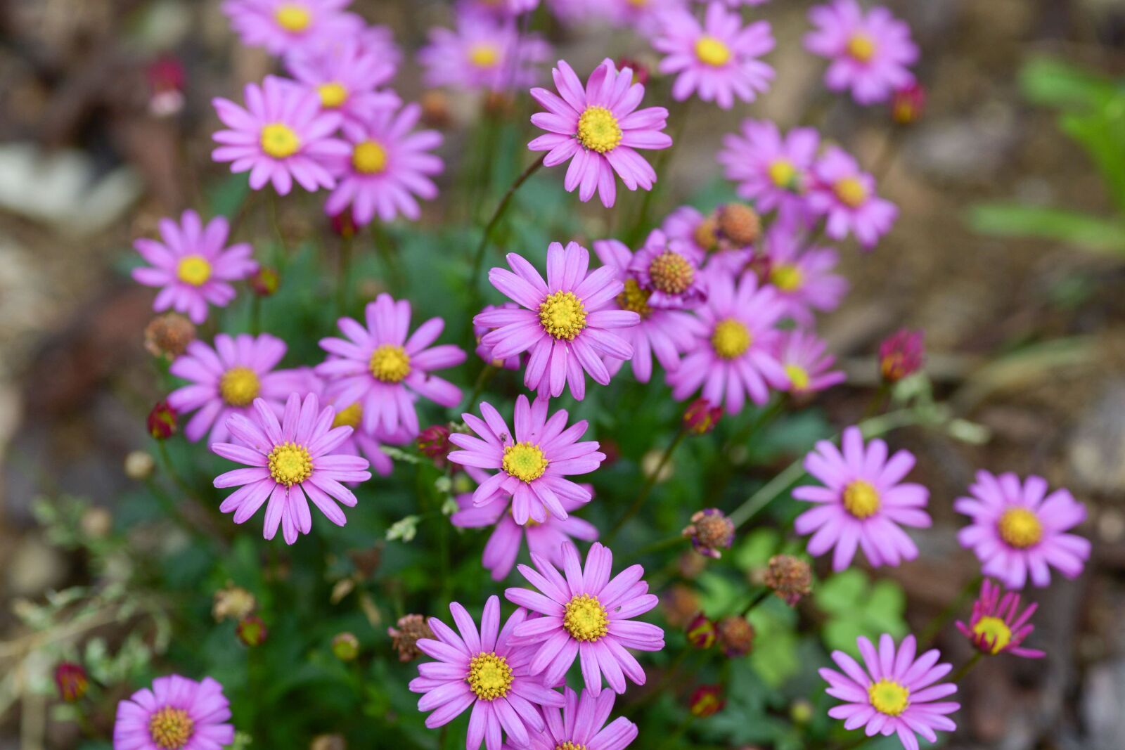Nikon D600 sample photo. Flowers, wildflower, affix photography