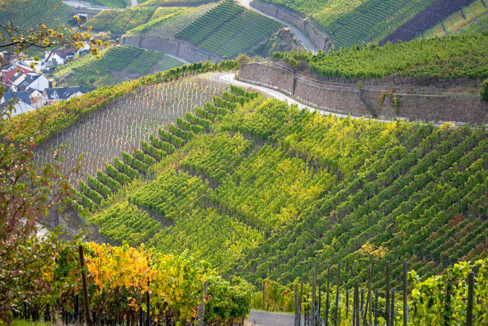 Canon PowerShot G3 X sample photo. Vineyard, terraces, wine photography