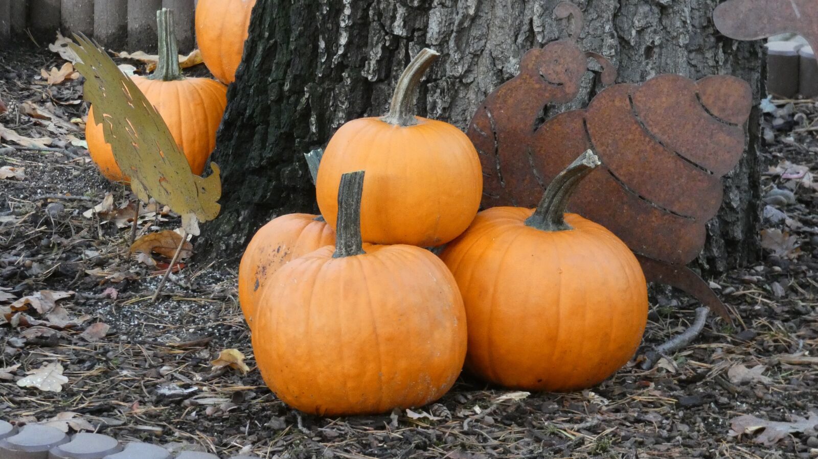 Panasonic Lumix DC-FZ80 (Lumix DC-FZ82) sample photo. Pumpkin, halloween, autumn photography