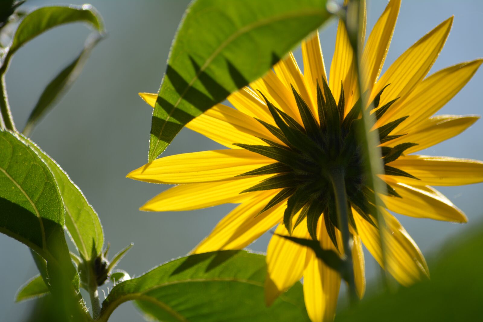 Nikon D5200 sample photo. Sunflower, flower, nature photography